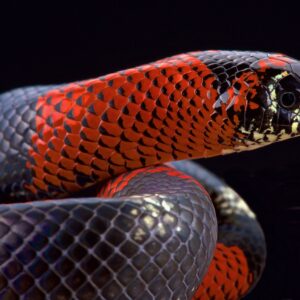 Hognose snakes