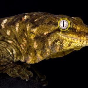 Leachianus geckos